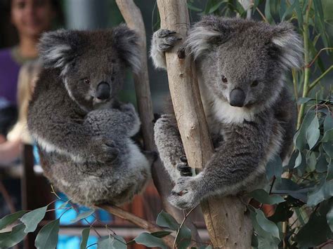 Koalas Nature And Wildlife Victoria Australia
