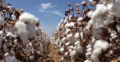 Phytogen Cottonseed Adds Two Varieties To Ovt Winning Portfolio The Seam