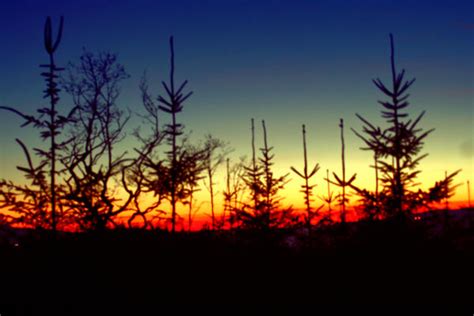 Pine Sunset By Liam515 On Deviantart