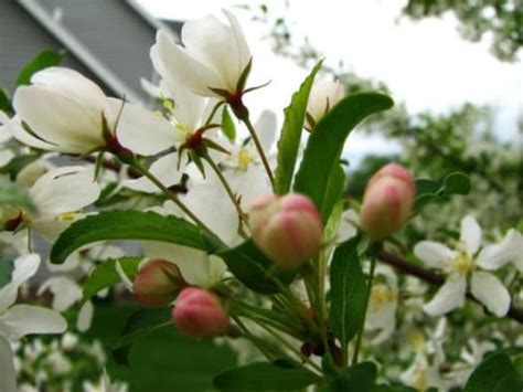 Flowering Crabapple Trees Four Seasons Of Beauty Dengarden