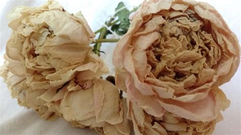 5 Dried Peonies On Stems Real Peonies Air Dried Naturally Etsy Canada