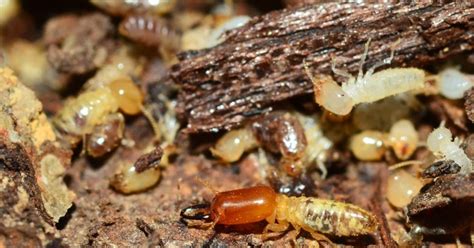 Where Do Termites Live Termite Habitat Explained