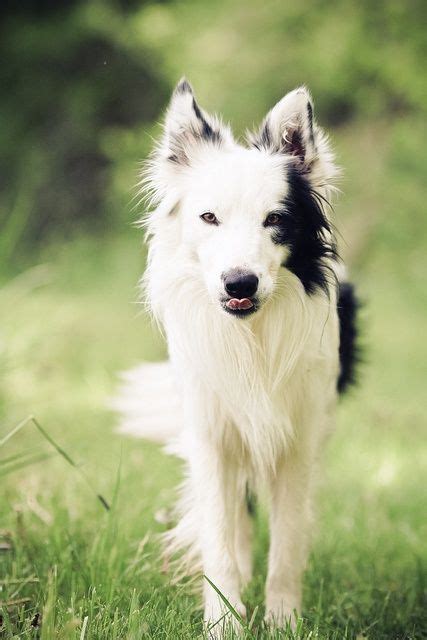 Border Collie I Love All The White On Him Dogs