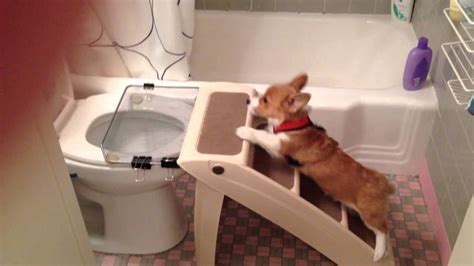 This Adorable Welsh Corgi Puppy Named Pingpong Uses The Washroom Toilet