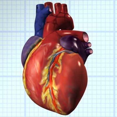 Generally, for adults, a heart rate of more than 100 beats per minute (tachycardia) is considered as high. human heart interior 3d model