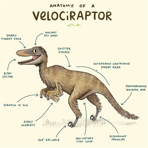 Anatomy Of A Velociraptor Art Print Sophie Corrigan By Wraptious