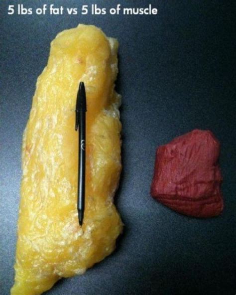 5lbs Of Fat Vs 5 Lbs Of Muscle A