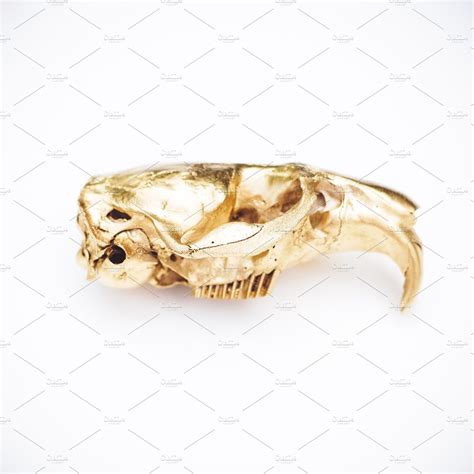 Gold Painted Animal Skull Side View High Quality Animal Stock Photos