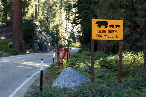 Sequoia National Park Le Guide Pratique Trip In Wild Blog De Voyage