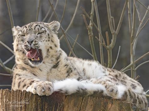 Snow Leopard Marwell Zoo Neptunophotography Flickr