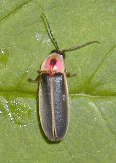 Firefly Photinus Pyralis Bugguidenet