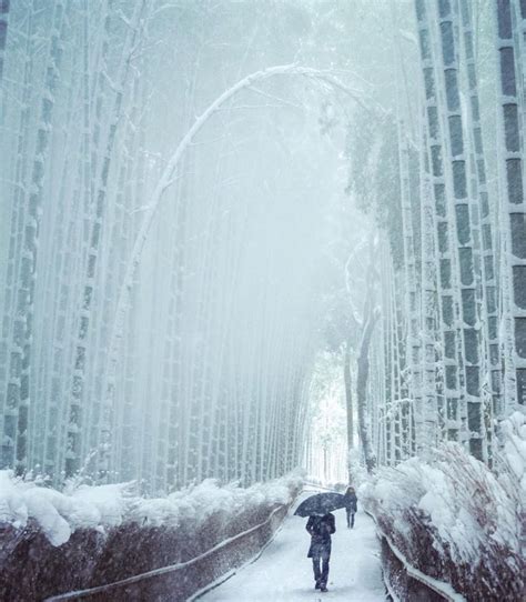Bamboo Forest In Kyotos Winter Photo By Mantaroq Bambooforest