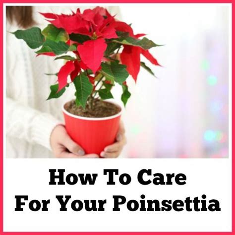 Poinsettia Care Tips