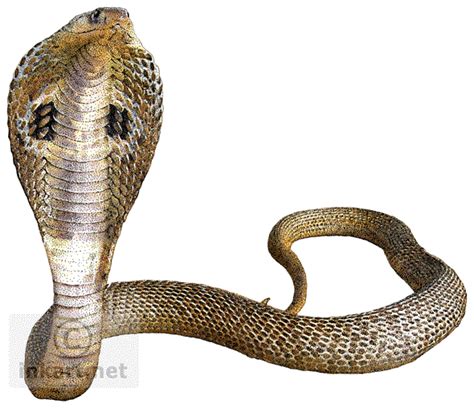 Cobra Snake Transparent Background Png Mart
