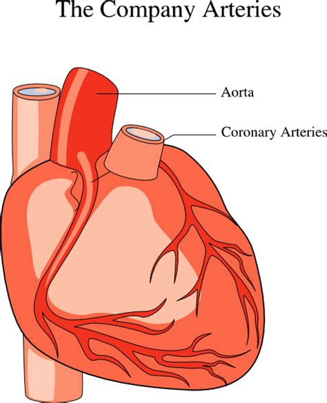 Heart Medical Diagram Clip Art 111136 Free Svg Download 4 Vector