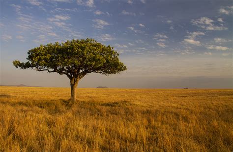 Savanna The Serengeti And The Delightful Lone Acacia Trees Flickr