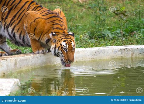 Royal Bengal Tiger Drinking Water Stock Photo Image Of Hunter Royal