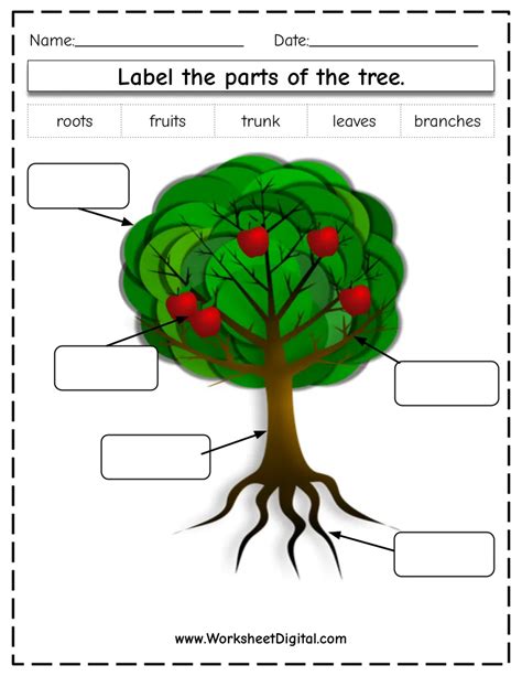 Label The Parts Of A Tree Worksheet Teacher Made Ph