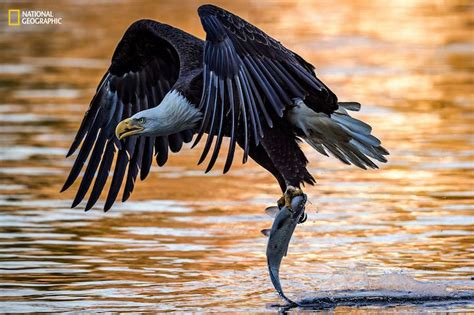 Stunning Early Highlights Of The 2016 National Geographic Nature