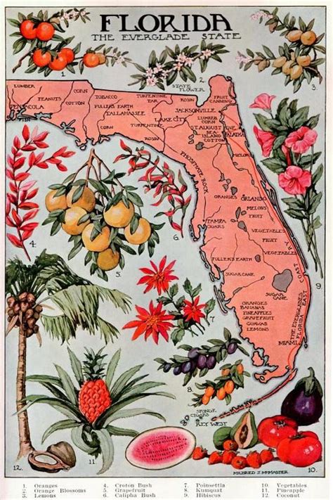 State Map Of Florida Natural Resources Vi Unknown Artist