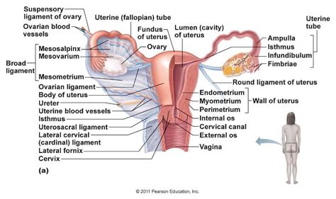 What Are The Three Layers Of The Uterine Wall From The Inside Out Socratic