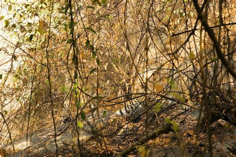 Animals In Hiding Best Camouflage Wild Cat Species Animals