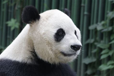 Close Up Giant Panda`s Face Stock Photo Image Of Panda Cute 124874780