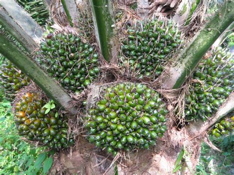 Faktanya tingkat produktifitas tanaman kelapa sawit berbanding lurus dengan bentuk pemeliharaannya. Meningkatkan Produktivitas Kelapa Sawit? - Alampun Bertasbih