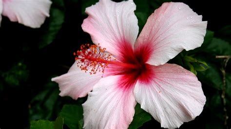 Pink Hibiscus With Center Red 4k Hd Pink Wallpapers Hd Wallpapers