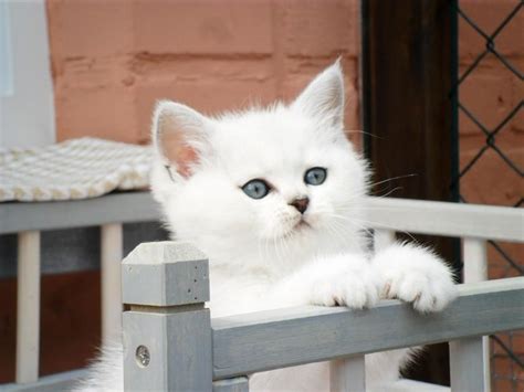 Gigi en lodan the cat. British Shorthair Kitten | Cattery Silver Rijk | Belgium ...
