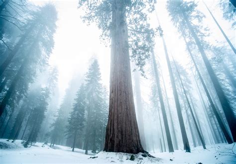 Giant Trees Pictures Download Free Images On Unsplash