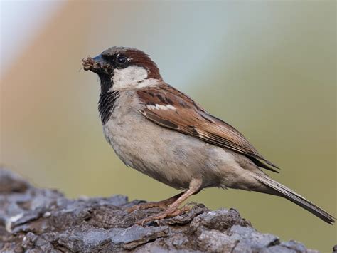 What Do House Sparrows Eat Complete Guide Birdfact
