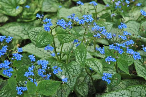 Brunnera Macrophylla Jack Frost Trees To Plant Plants Plant Inventory