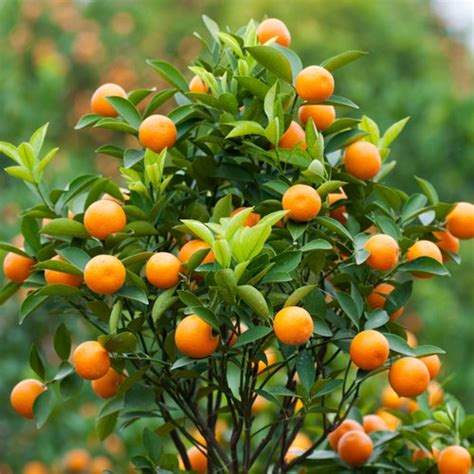 Satsuma Mandarin Tangerine Citrus Tree Patio Plant 5 Seeds Etsy
