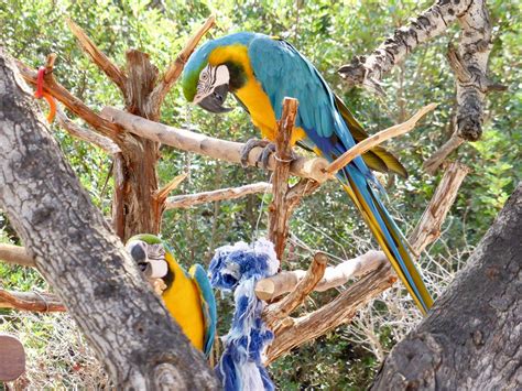 Free Images Tree Bird Beak Colorful Fauna Macaw Parrot Exotic