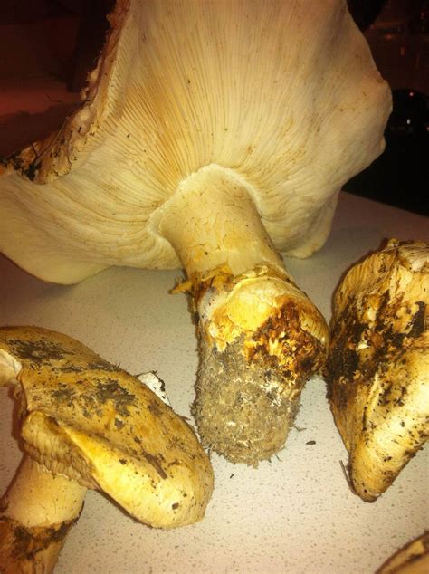Pine Mushroom ID request. MASUTAKE! - Mushroom Hunting and ...