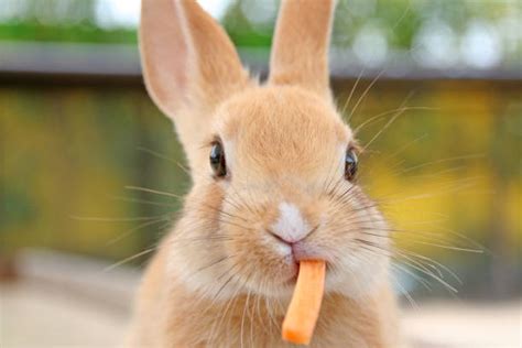 1400 Rabbit Eating Carrot Stock Photos Pictures And Royalty Free
