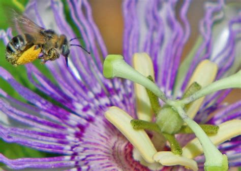 Bee N Passion This Bee Approaching A Passion Flower Look Flickr