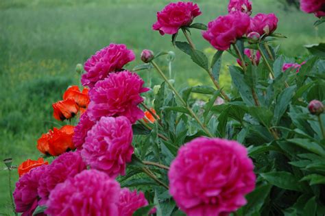 Descobrir 100 Image Flores Para Jardim Primavera Verão Pt