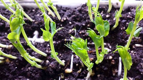 How To Grow Pea Shoots Foodfellas 4 You