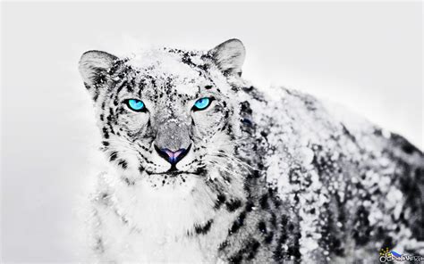 1080p Snow Leopard Hd Wallpaper Goimages Watch