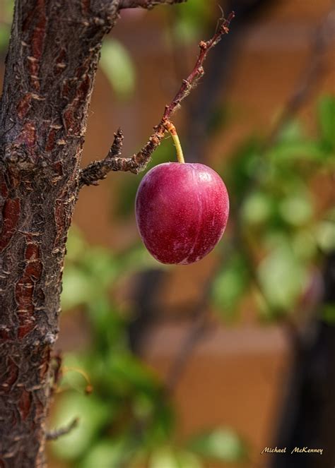 How To Grow And Care For An American Wild Plum Tree Prunus Americana