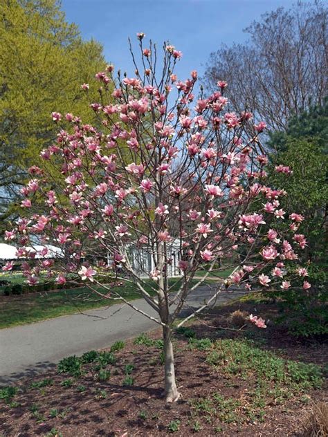 Lux Basic Combo Dwarf Flowering Trees Zone 9 7 Types Of Magnolia