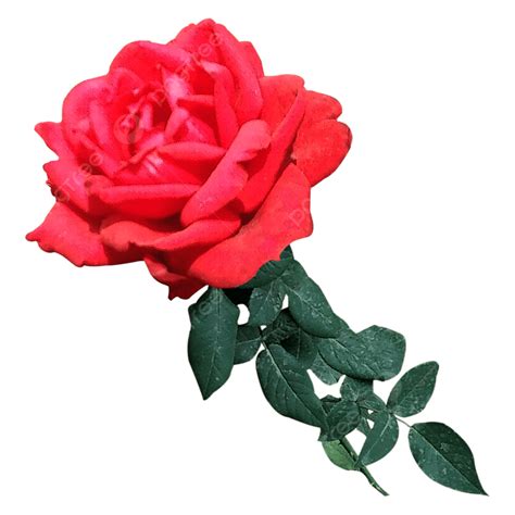 รูปดอกกุหลาบสีแดงที่สวยงาม Png ดอกกุหลาบ ดอกไม้สีแดง สวยภาพ Png และ