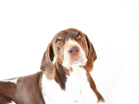 Dogs For Adoption — California Gsp Rescue