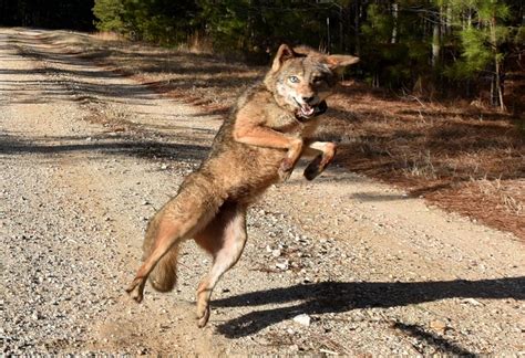 Georgia Coyote Challenge Puts Canine In Cross Hairs