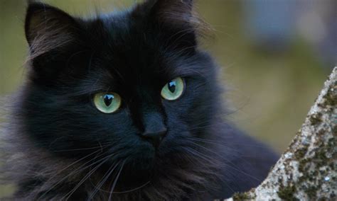 Are Black Cats Bad Luck Myth Or Fact Pests Banned