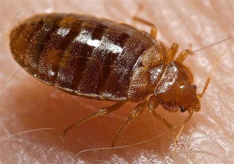 The Two Main Bed Bug Extermination Methods