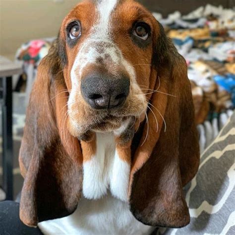 Monday Again Is This Really Necessary⠀ 🐾🐾🐾🐾🐾⠀ Basset Hound