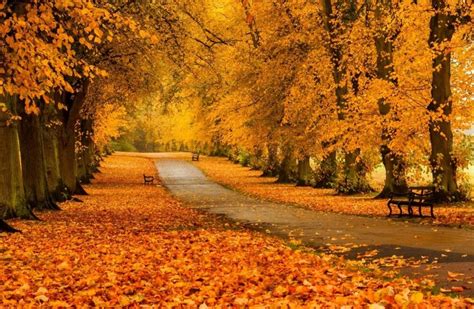 Золотая осень красивые картинки 100 фото